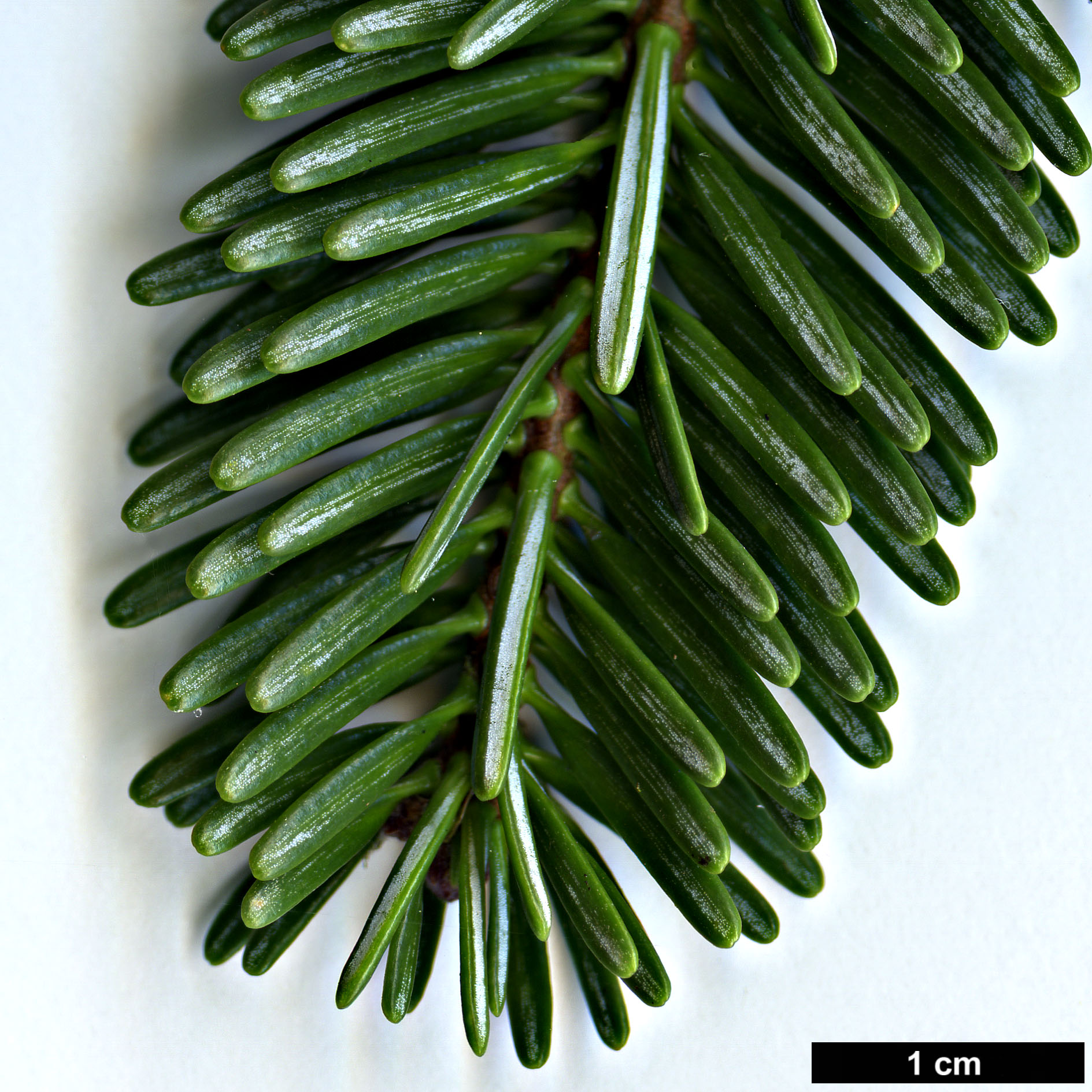 High resolution image: Family: Pinaceae - Genus: Abies - Taxon: ×insignis (A.nordmanniana × A.pinsapo)